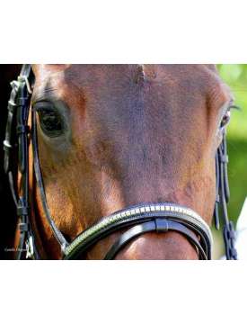 BRIGLIA INGLESE EQUESTRO CON CLINCHER ARGENTO-10845
