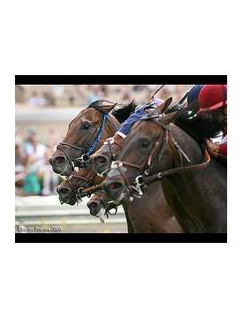 CEROTTO NASALE PER CAVALLI FLAIR STRIP-1338